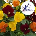 Bild von Viola P12 Klbl XXL Trio Madrid